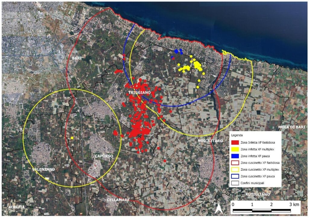 Xylella Puglia Boscia 2