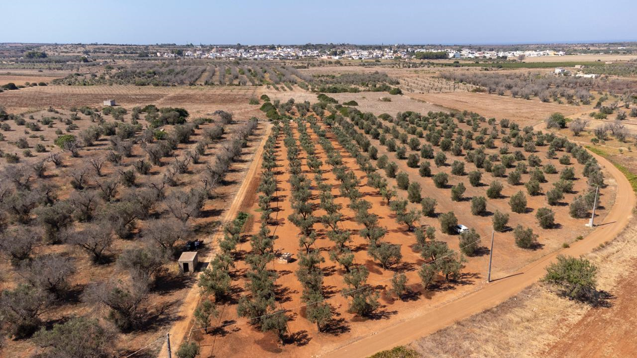 Xylella Puglia Boscia