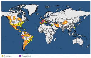 Diffusione Xylella Fastidiosa