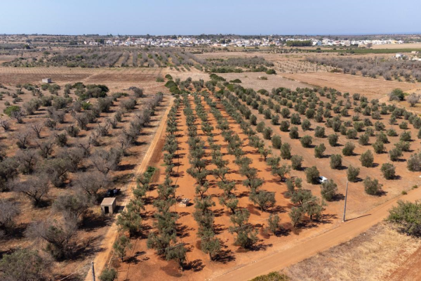 Xylella in Puglia: un quadro sempre più complesso